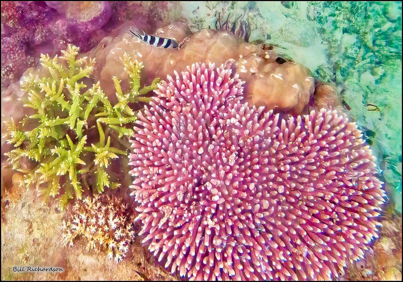 Reef 14.jpg