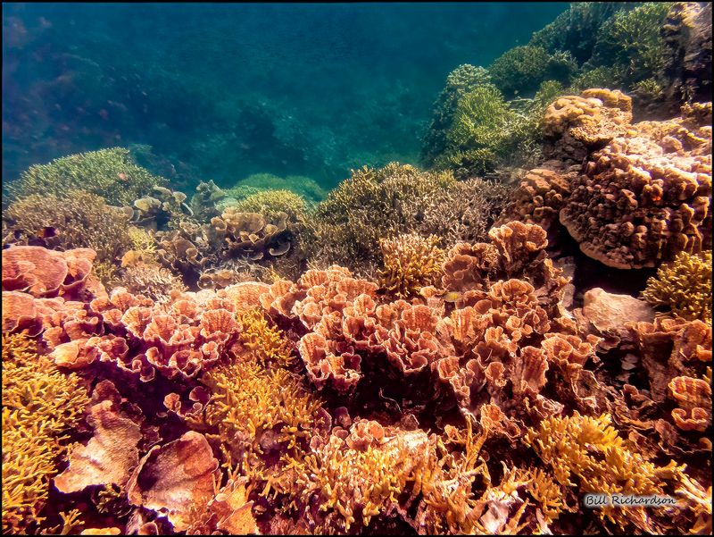 Reef 15.jpg