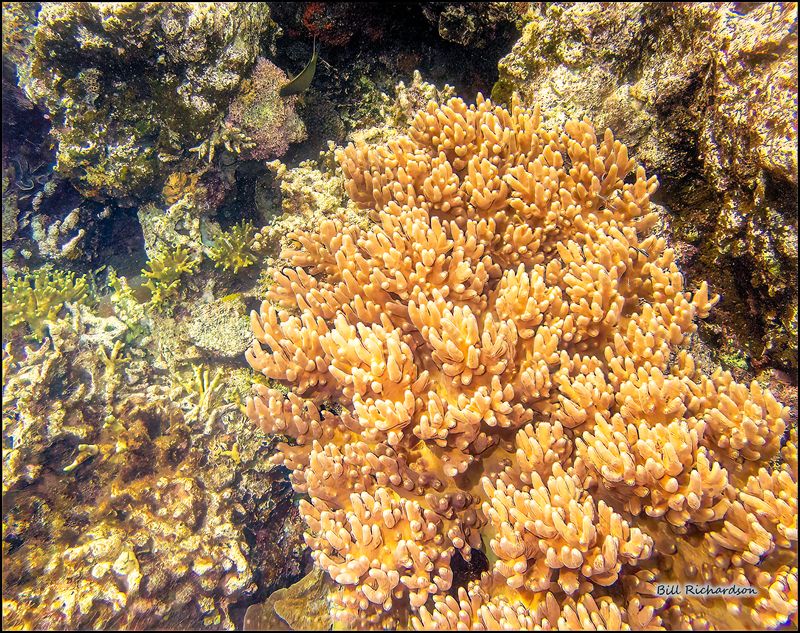 Reef 16.jpg