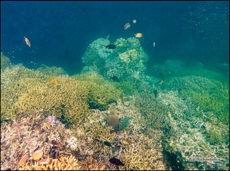 Reef 18.jpg