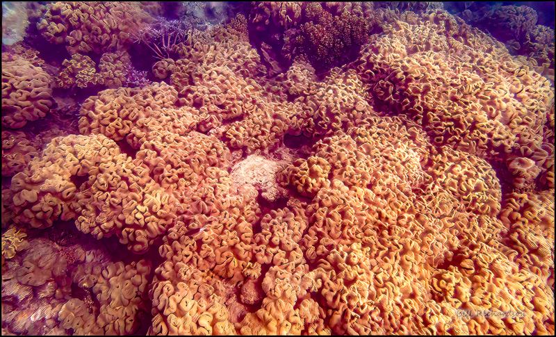 Reef2.jpg