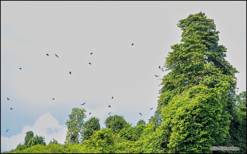 Kitikiti fruit bats.jpg