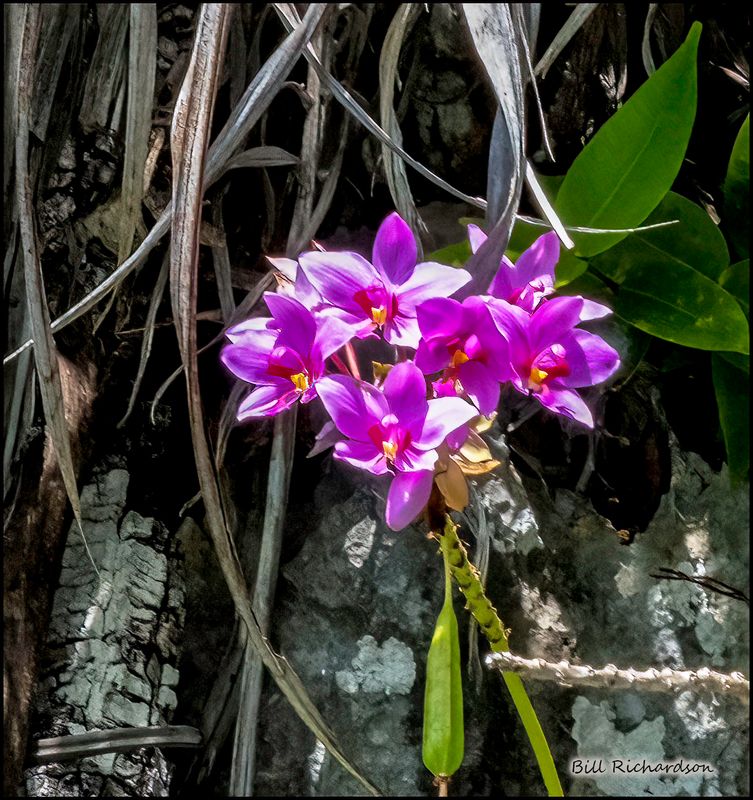 Kitikiti flowers.jpg