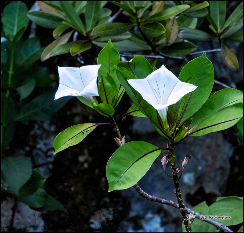 Kitikiti white flowers.jpg