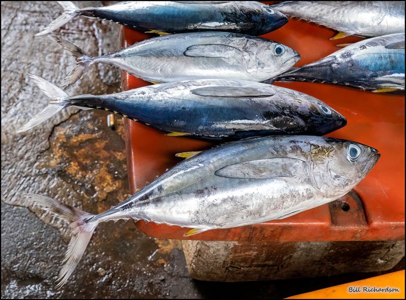BANDA NEIRAINDONESIA baby tuna.jpg