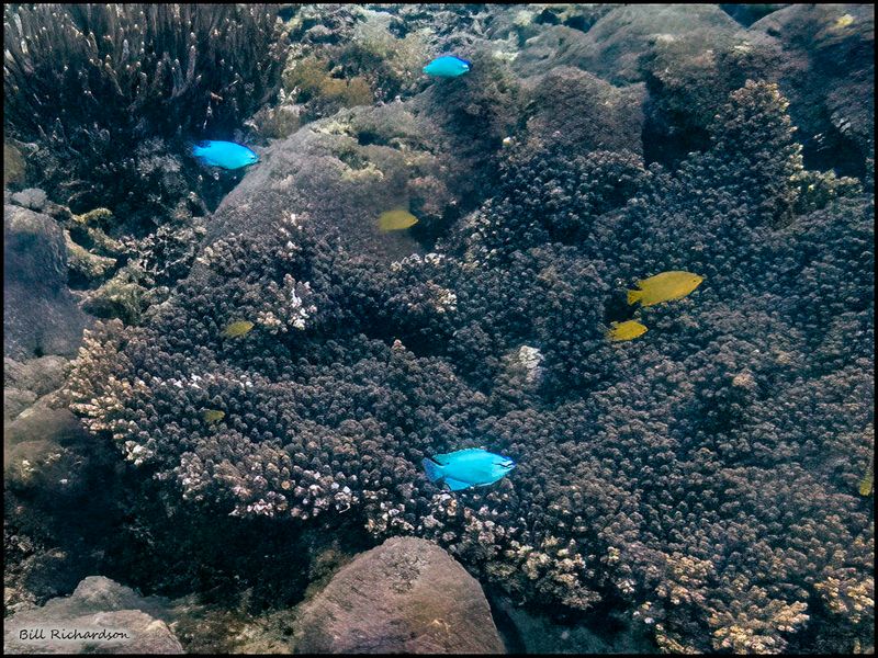 Pink Beach fish 2.jpg