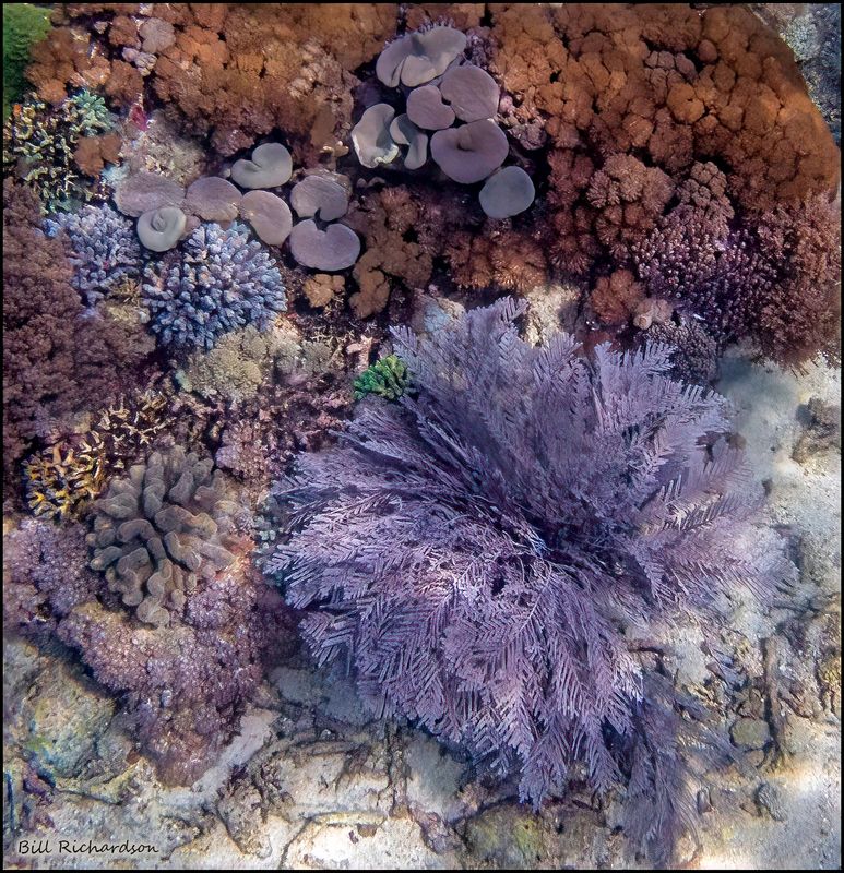 Pink Beach coral 3.jpg
