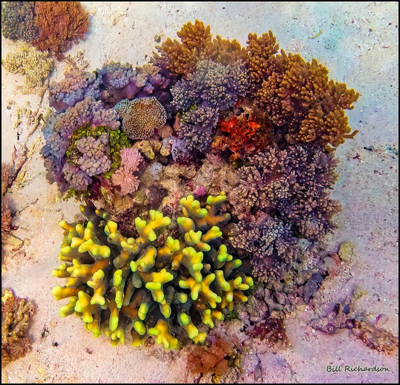 Pink Beach coral.jpg
