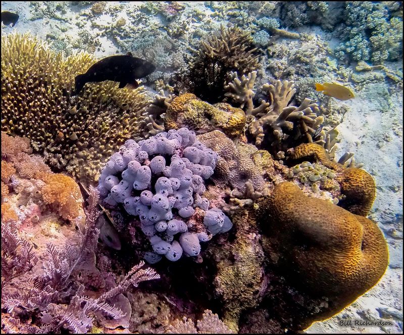 Pink Beach coral2.jpg