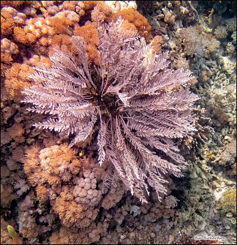 Pink Beach feather duster coral.jpg