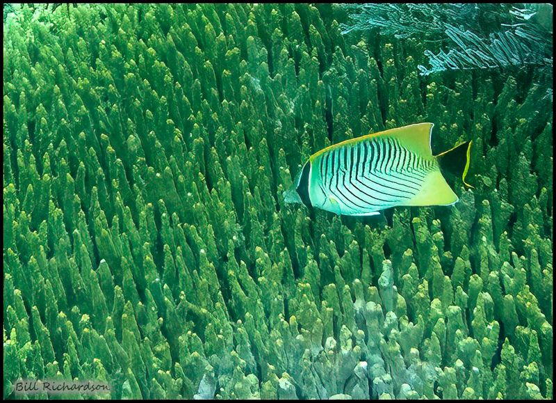 Pink Beach fish 1.jpg