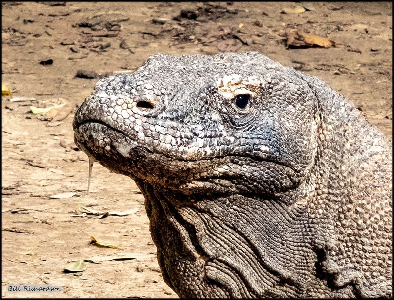Komodo Island Dragon head shot.jpg