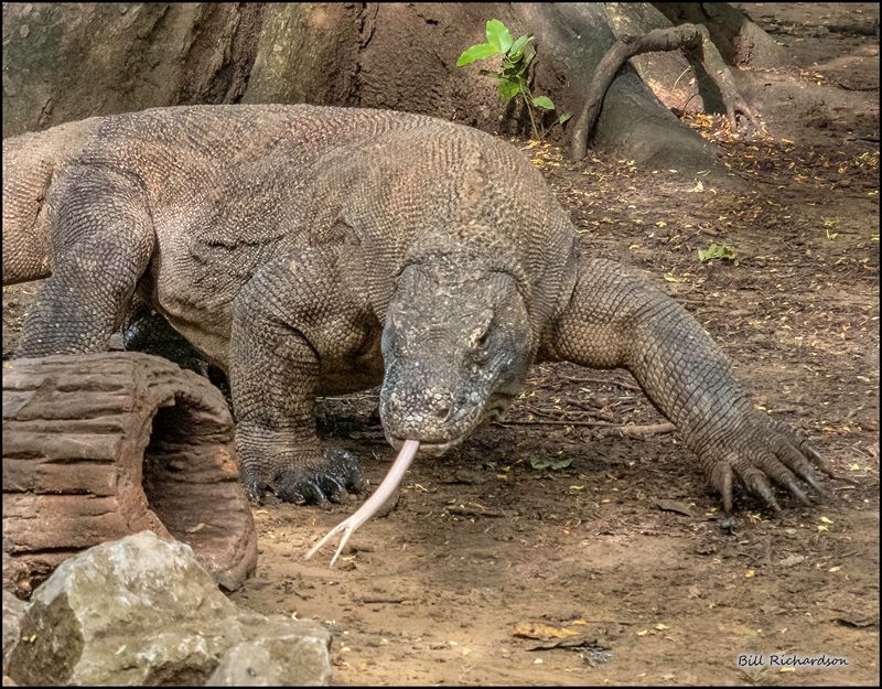 Komodo Island dragon tongue out.jpg