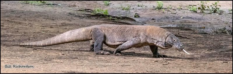 Komodo Island dragon walking.jpg