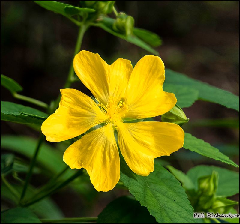 Komodo Island flower.jpg