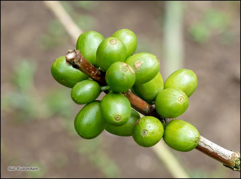 Bali coffee beans.jpg