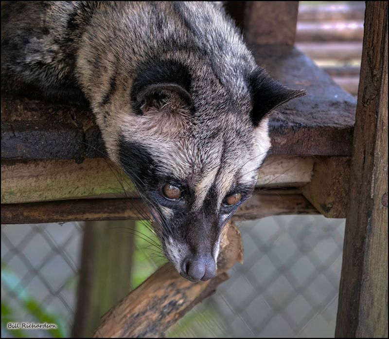 luwak.jpg