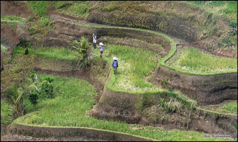 terraced rice paddies.jpg