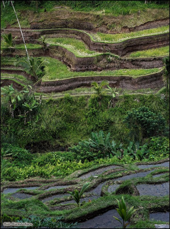 terraced rice paddies2.jpg