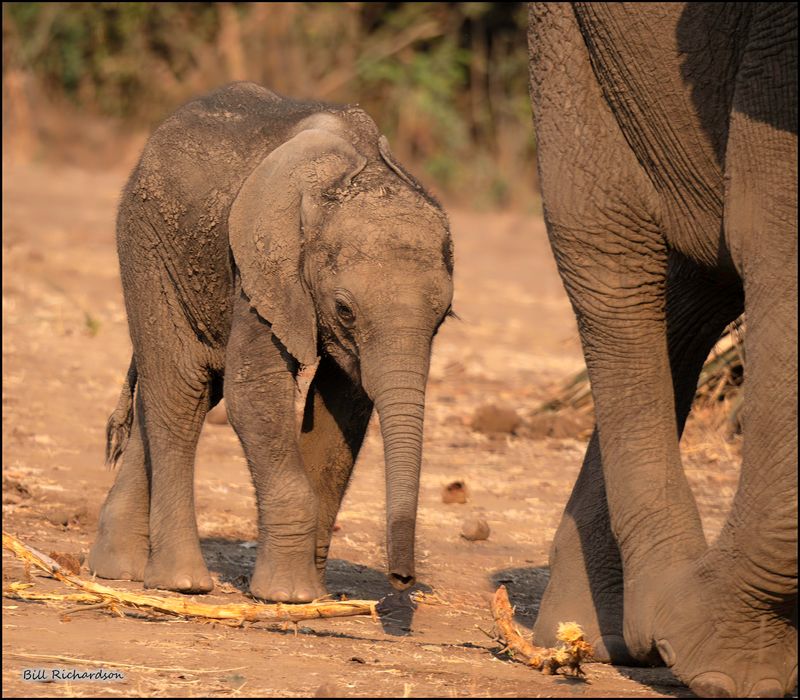 Dumbo follows mom.jpg