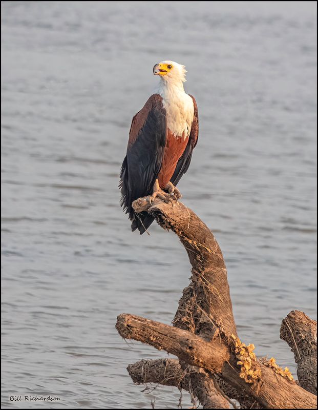 fish eagle.jpg