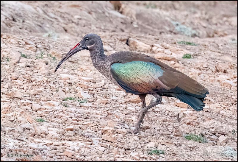 Hadada ibis.jpg