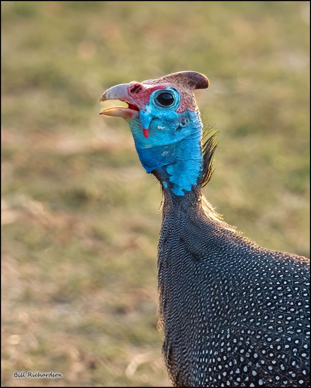 hooded guinea fowl.jpg