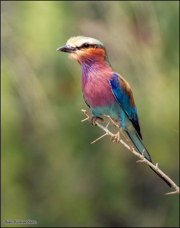 lilac breasted roller-Edit.jpg