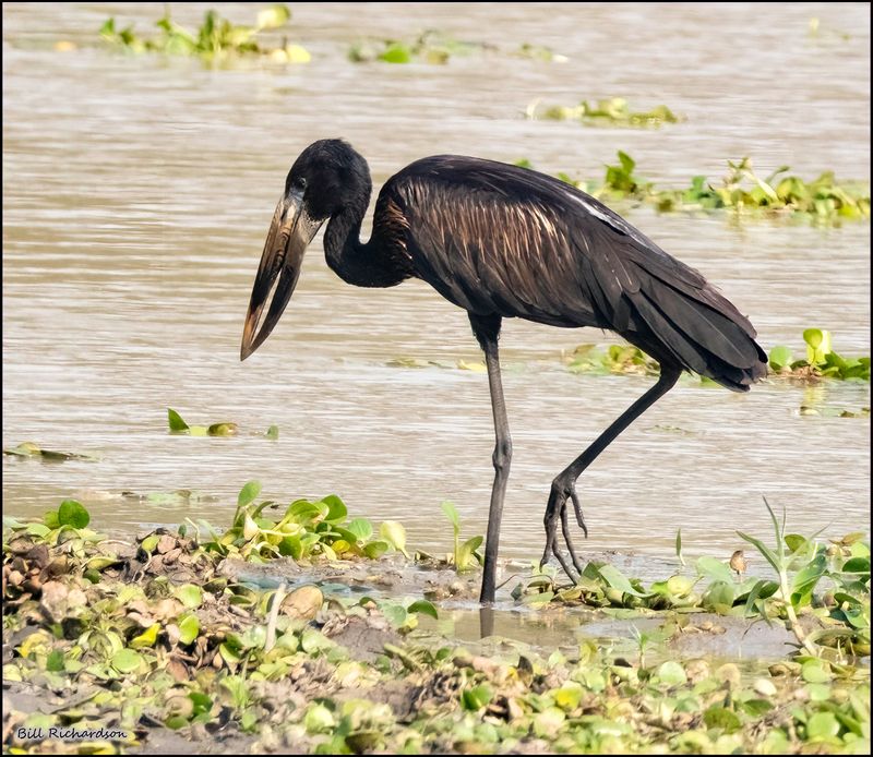 open billed stork.jpg