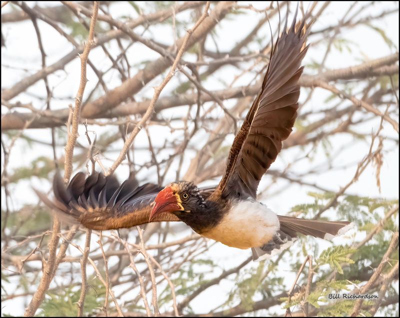 red billed hornbill in flight.jpg