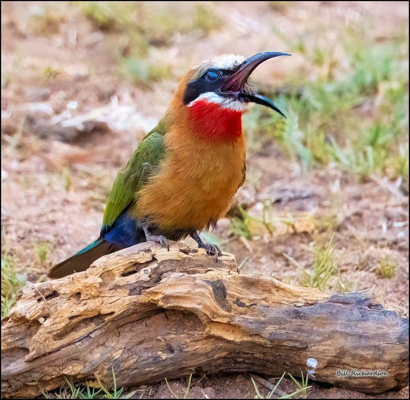 white fronted bee eater.jpg