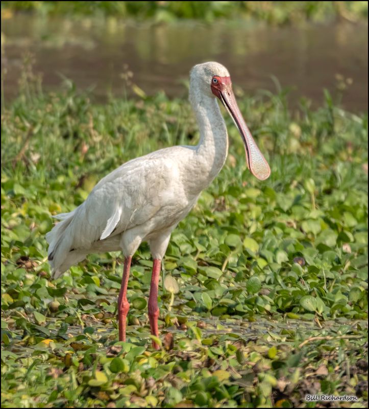 African spoonbill.jpg
