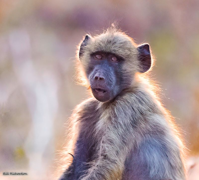 baboon portrait.jpg