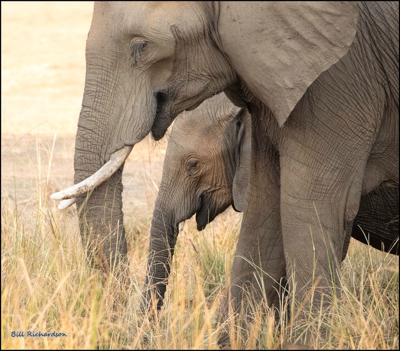 elephant framing calf.jpg
