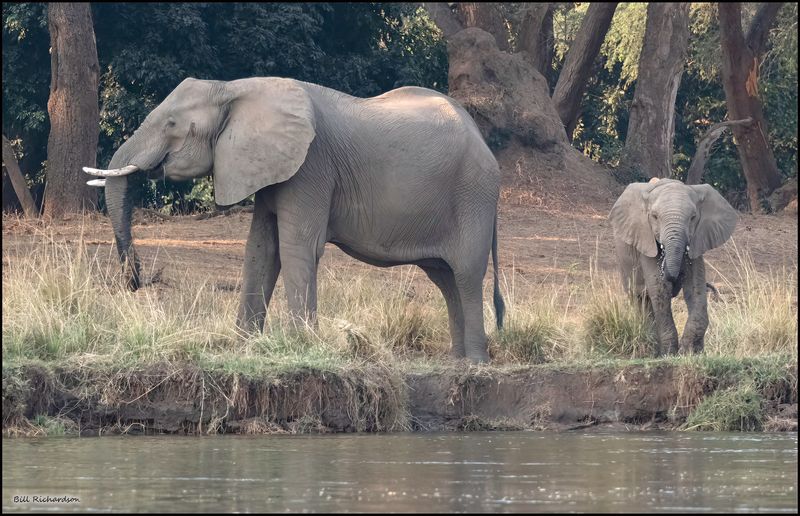 elephant mom and calf.jpg
