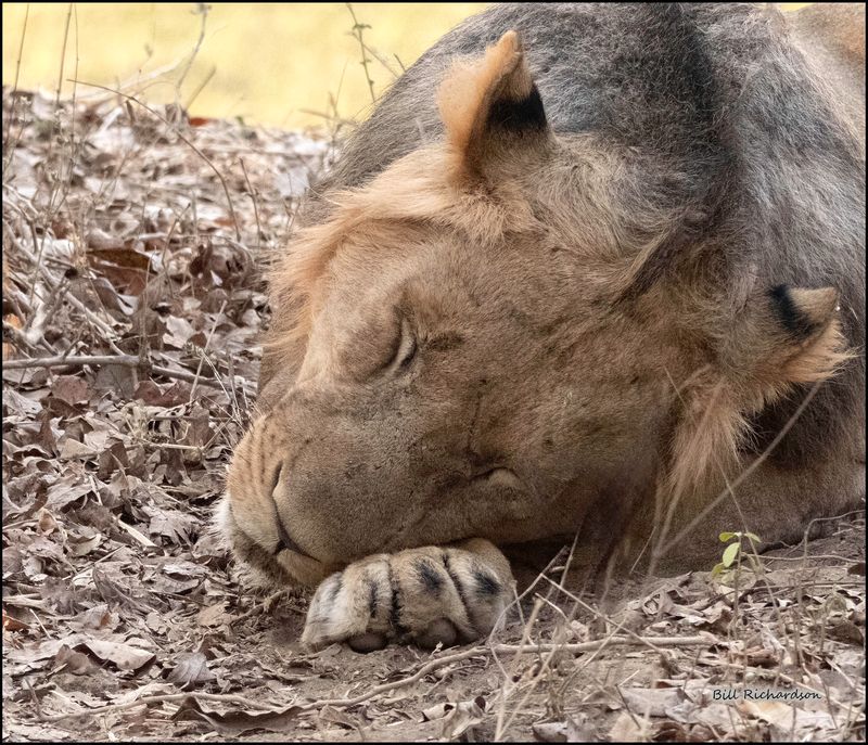 lion snoozing.jpg