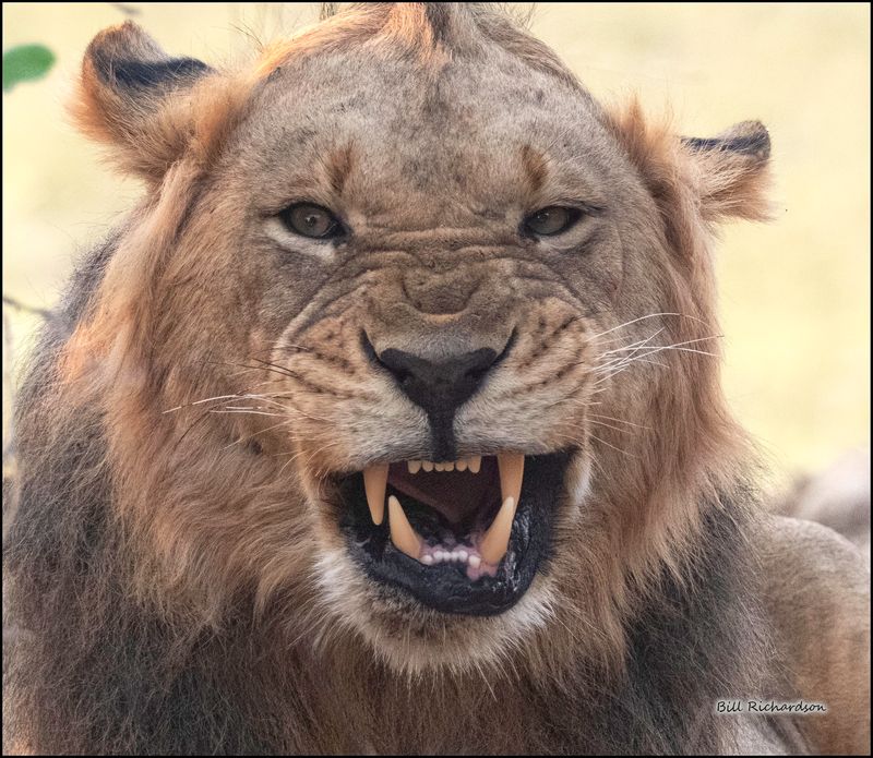 lion awake.jpg