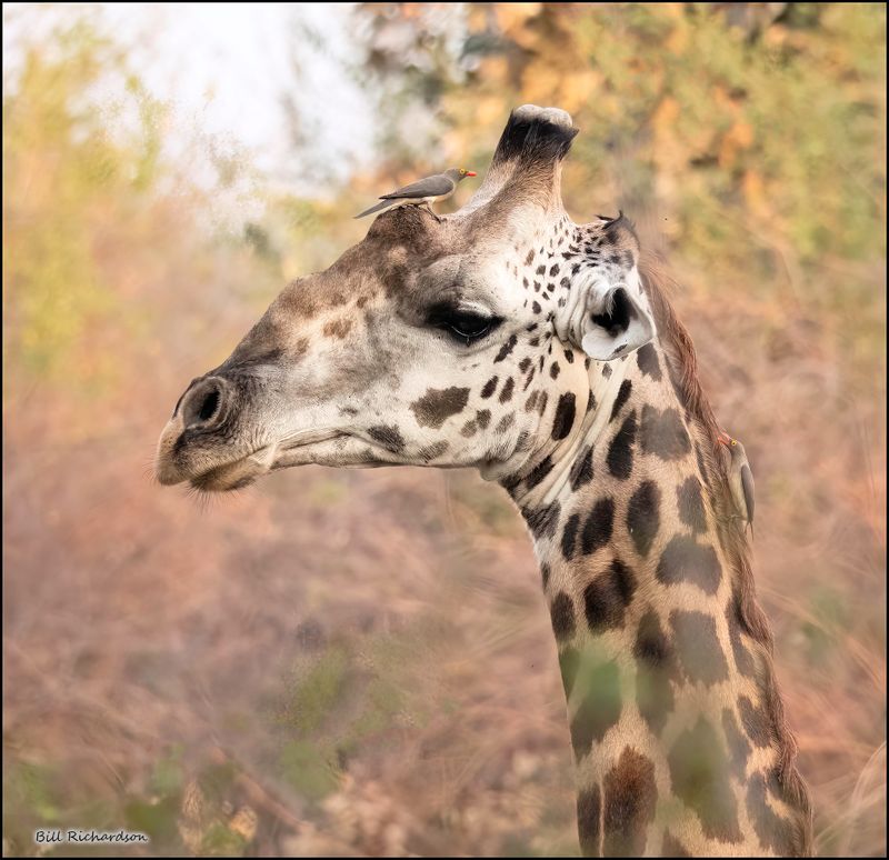 giraffe w oxpeckers.jpg