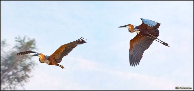 goliath herons in flight.jpg