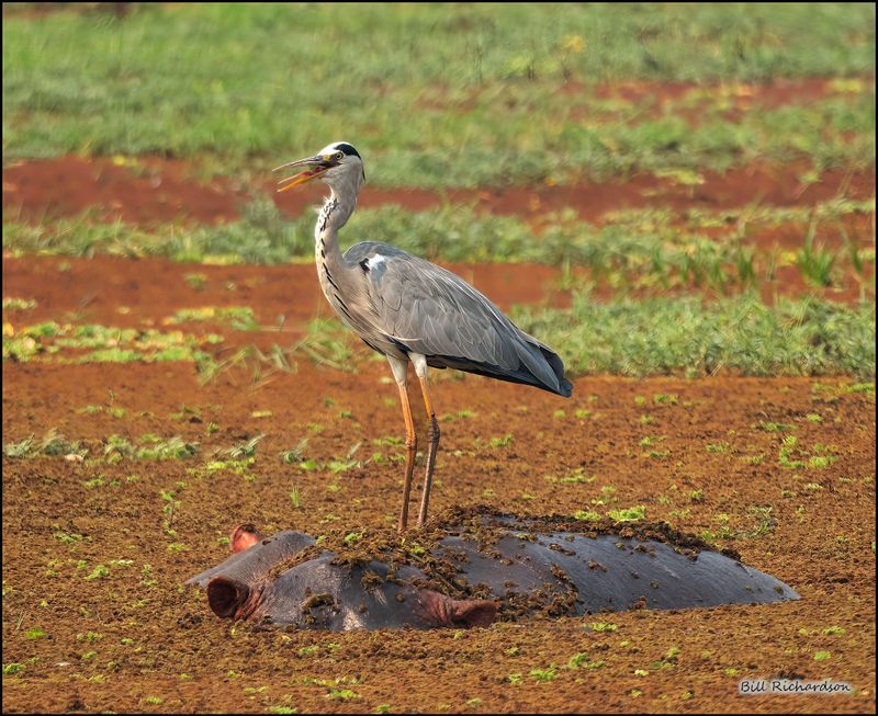 grey heron on hippo.jpg