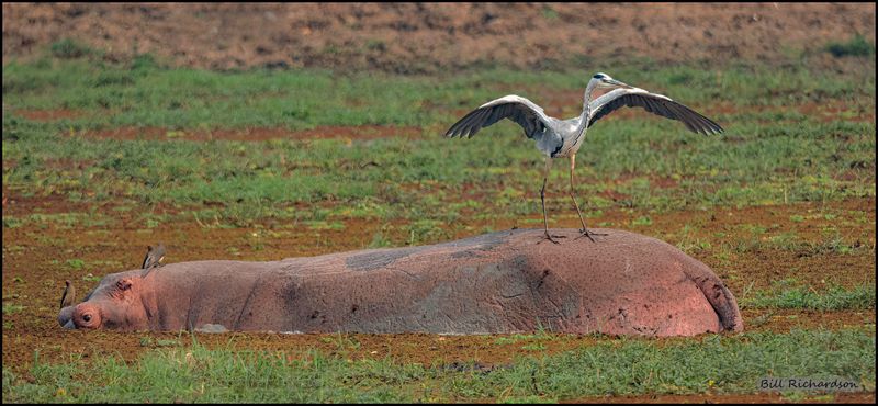 hippo w grey heron and oxpeckers.jpg