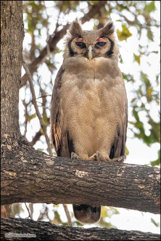 Verreaux's eagle-owl.jpg
