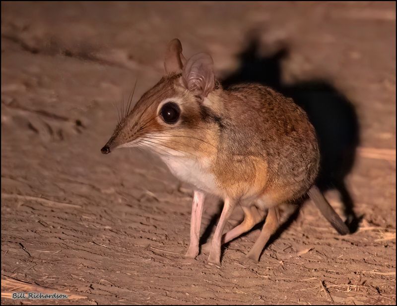 elephant shrew.jpg