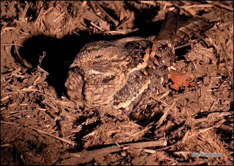 nightjar.jpg
