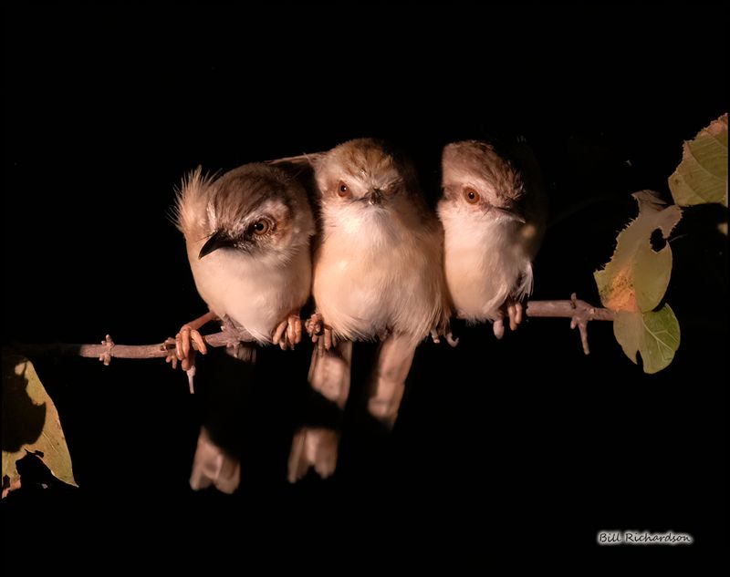 Tawny-flanked Prinias.jpg