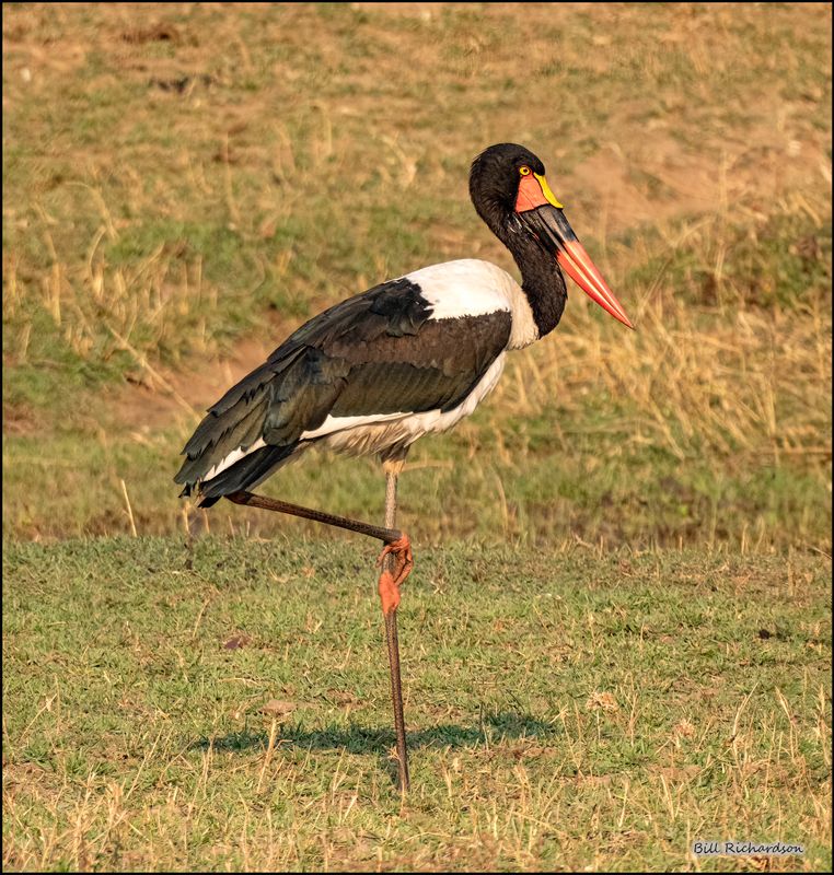 saddle billed stork.jpg
