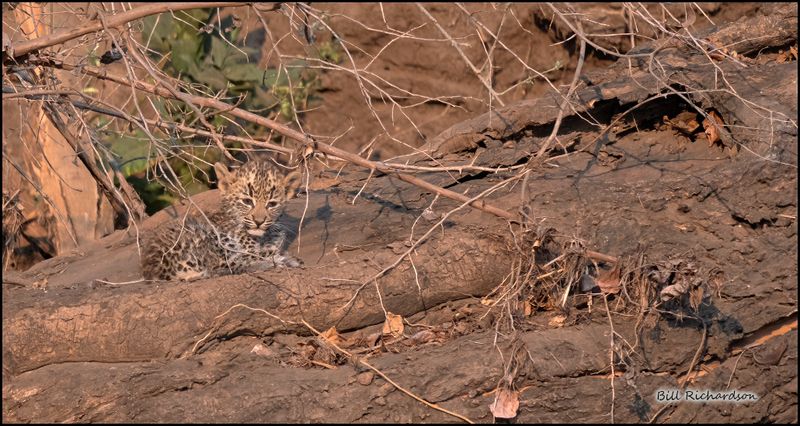 leopard cub in big world.jpg