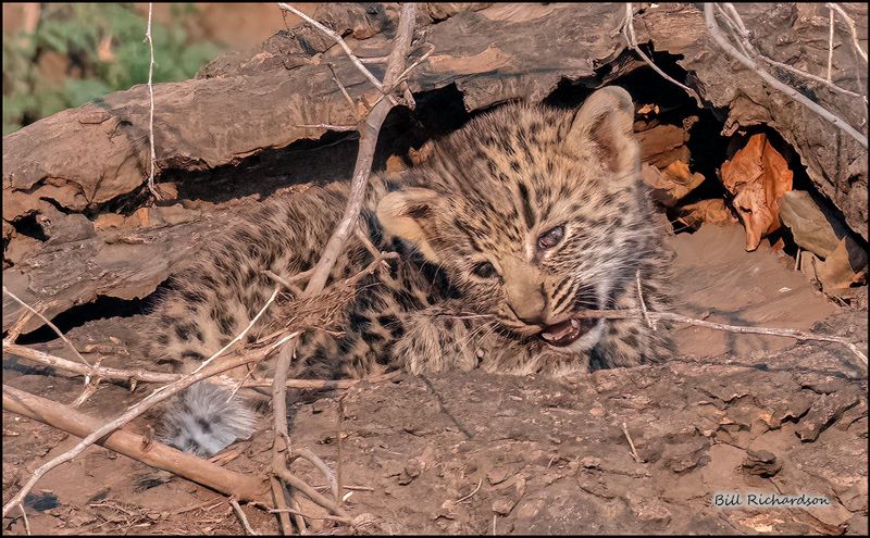 _leopard cub biting stick.jpg
