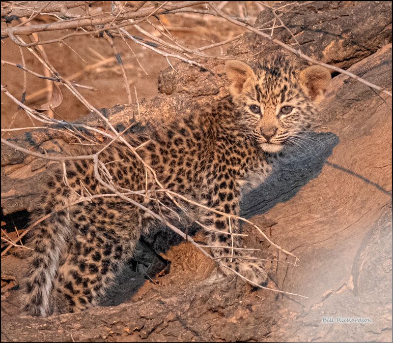 _leopard cub.jpg