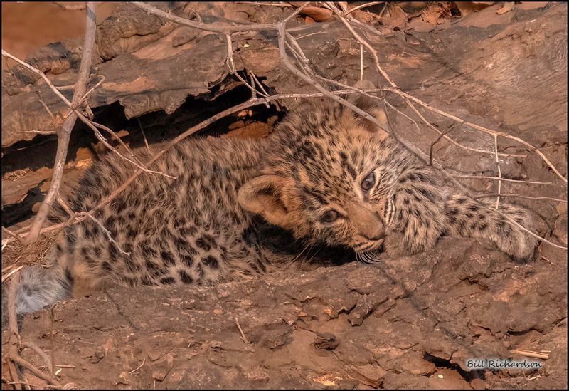 leopard cub laying down.jpg